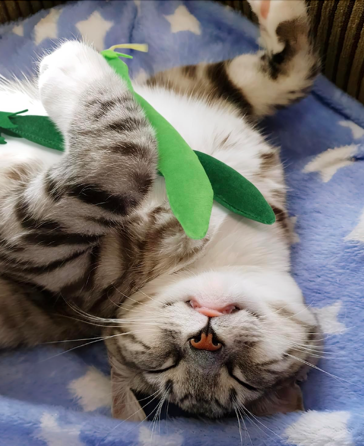 Screen Shot 2023-12-16 at 1.52.27 PM